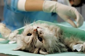 Американец кастрировал кота бывшей любовницы Американец кастрировал кота бывшей любовницы